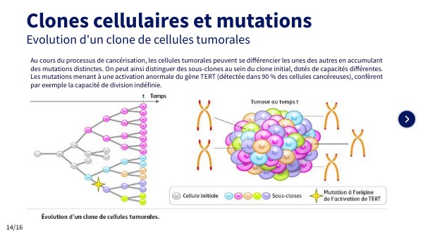 Clones cellulaires et mutations