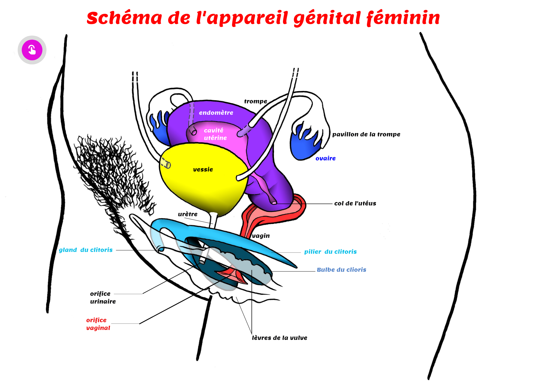 Schéma Détaillé De L appareil Génital Féminin Pdf schéma appareil génital féminin