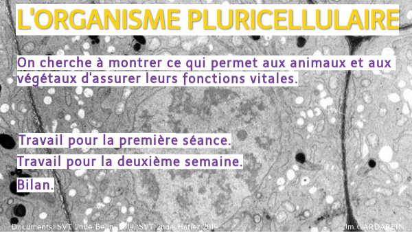 Organisme pluricellulaire