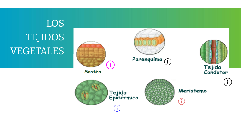 LOS TEJIDOS VEGETALES