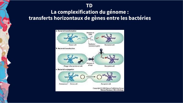 TD3 complexification des génomes