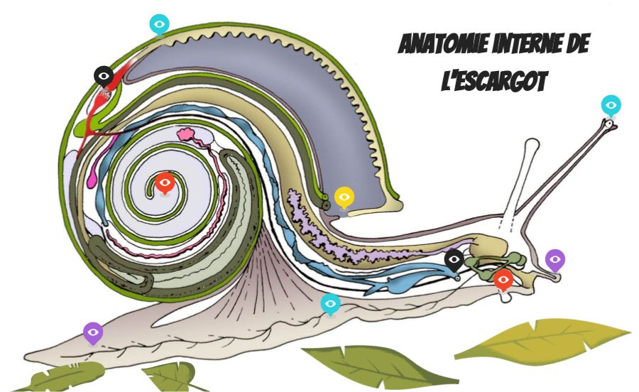 anatomie escargot