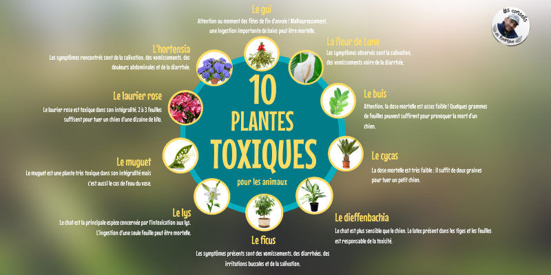 10 Plantes Toxiques Pour Les Animaux
