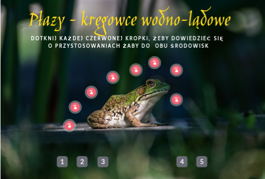 Płazy - kręgowce wodno-lądowe 6