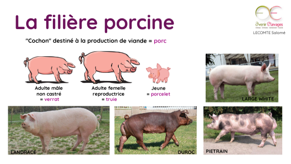 Filière Du Porc France – Porc En France – YJPJ