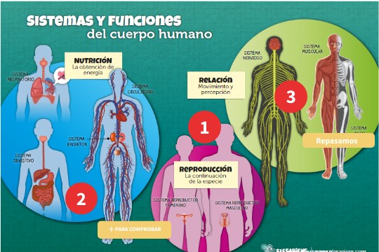 Las funciones vitales del ser humano.