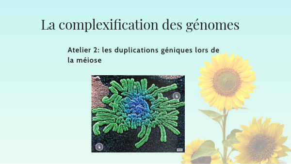 T SPE SVT Complexification des génomes 2