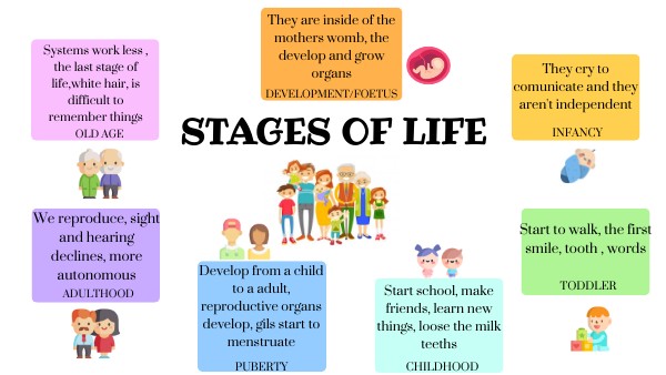 STAGES OF LIFE MIND MAP