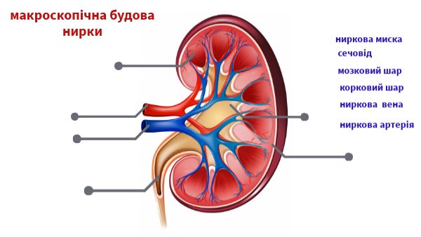 макроскопічна будова нирки