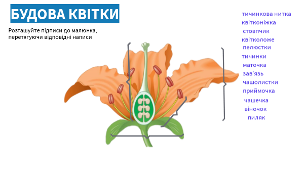 Будова квітки