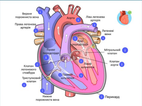 БУДОВА СЕРЦЯ
