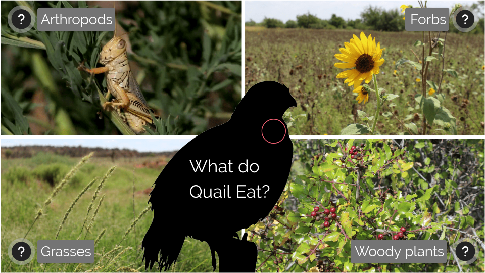 What do Quail Eat?