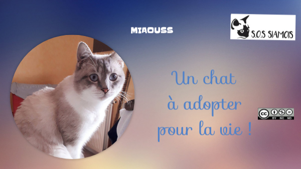 Miaouss By Katebe456 On Genially