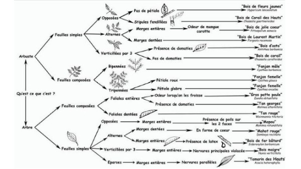 clé de détermination des végétaux