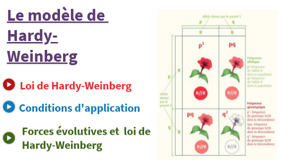 Le modèle de Hardy-Weinberg
