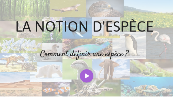 Notion d'espèce 2nde copie