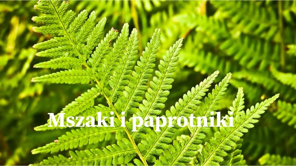 Sprawdzian Z Biologi Klasa 5 Mszaki I Paprotniki Mszaki i paprotniki