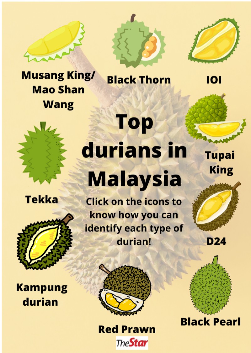 KING OF FRUITS by leoi on Genially