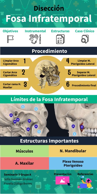 Fosa Lingual