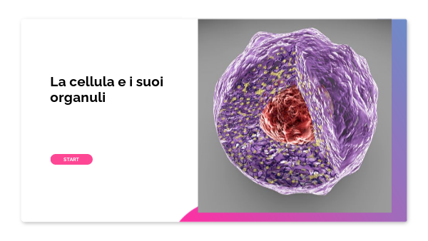 A Cosa Serve Il Reticolo Endoplasmatico