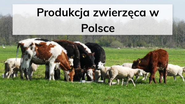 Produkcja Zwierzęca Sprawdzian Z Bydłą