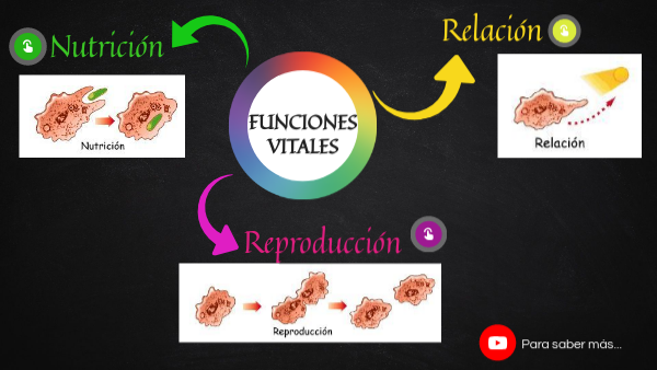 Funciones vitales de la célula