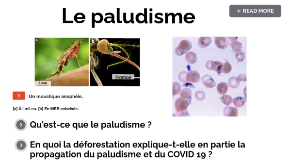 Le Paludisme Et La Deforestation By Soisson Baptiste On Genially