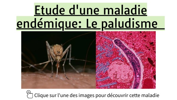 PALUDISME