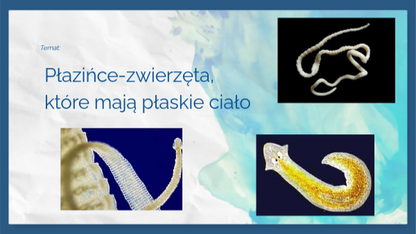 Płazińce- klasa 6