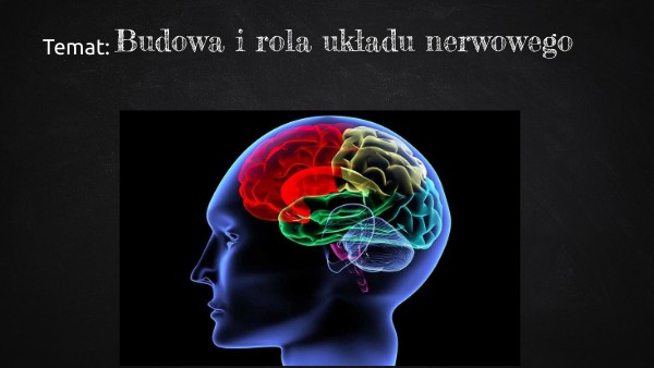 Jaka Jest Rola Układu Nerwowego Budowa i rola układu nerwowego- klasa 7