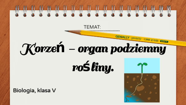 korzeń - organ podziemny rośliny