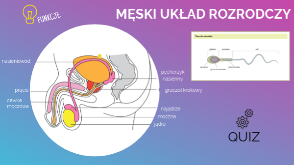 Męski układ rozrodczy by Agata Sączek on Genially