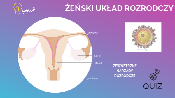 Żeński układ rozrodczy by Agata Sączek on Genially