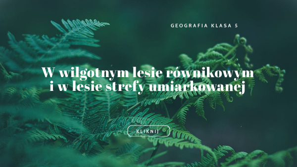 Las równikowy i umiarkowany