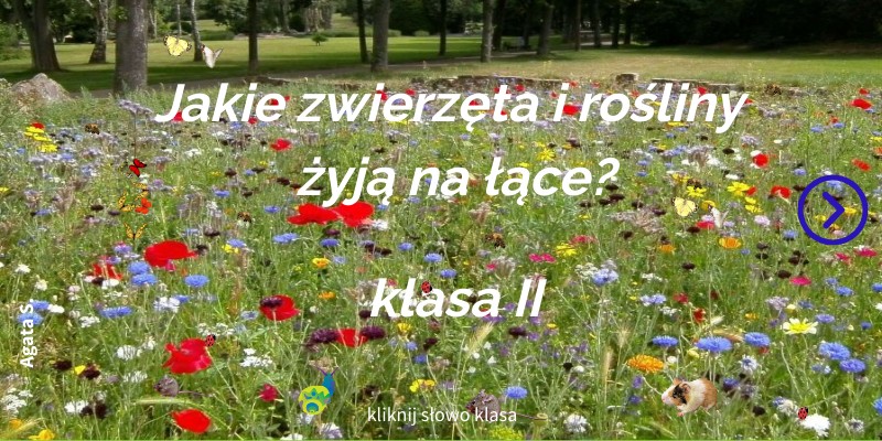 Łąka -klasa II