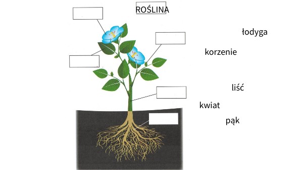Budowa rośliny