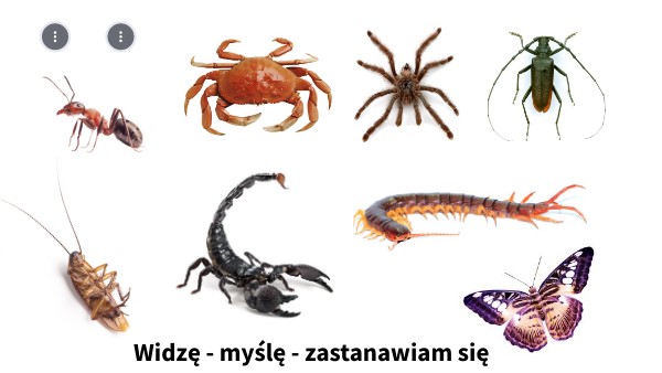 Klasa 6. Dział 2. Stawonogi.