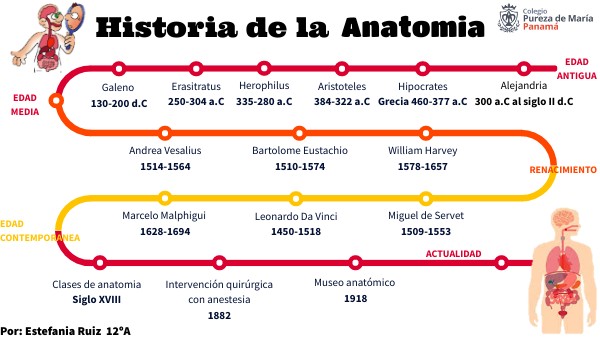 Linea De Tiempo De La Historia De La Anatomia Esquema - vrogue.co
