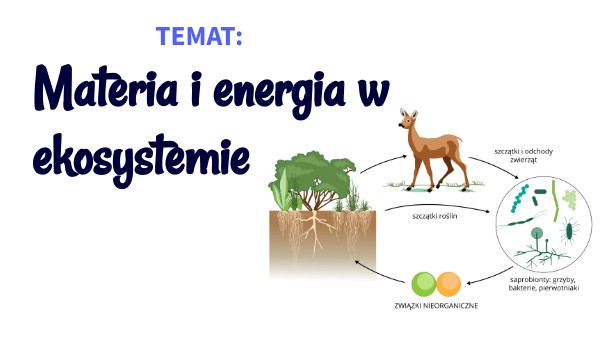 Materia i energia w ekosystemie