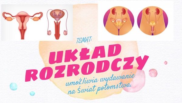 Układ Rozrodczy Męski Prezentacja układ rozrodczy