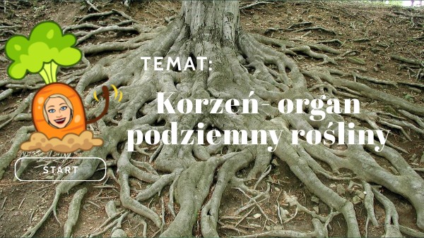 korzeń