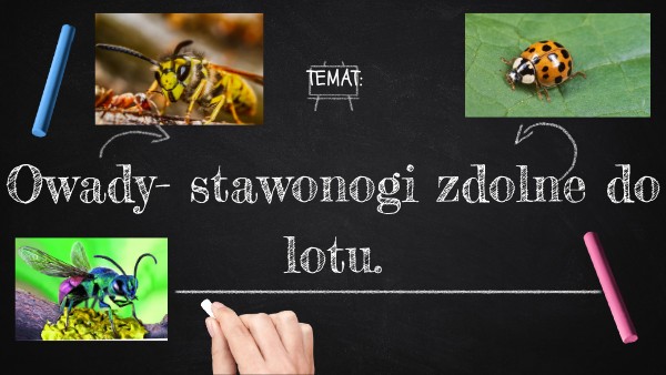 Owady Stawonogi Zdolne Do Lotu owady- stawonogi zdolne do lotu