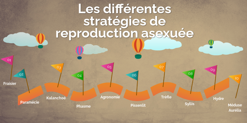 4ème - La reproduction asexuée