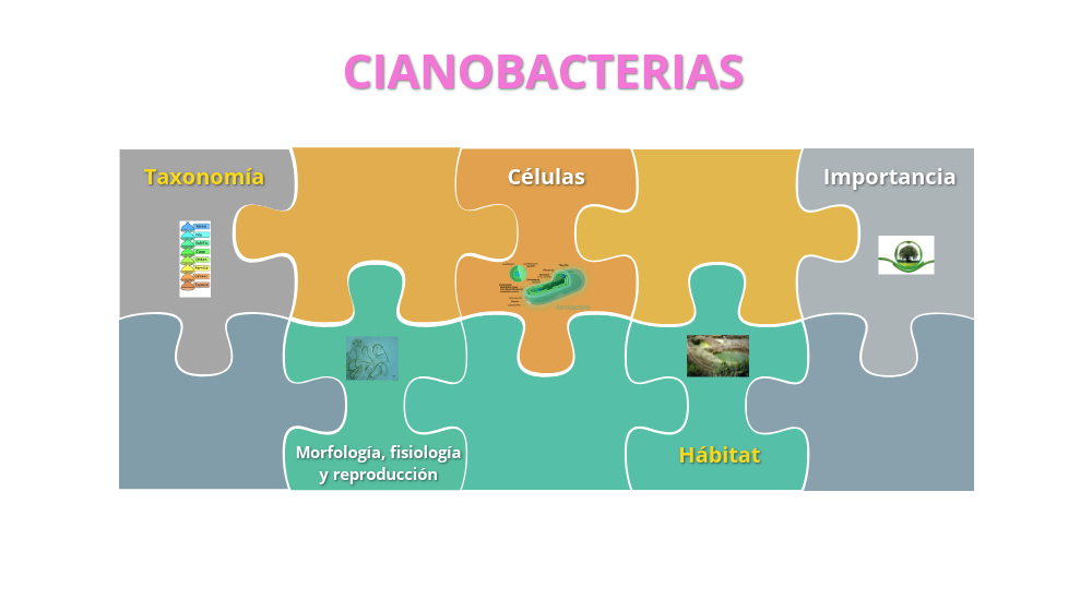 cianobacterias