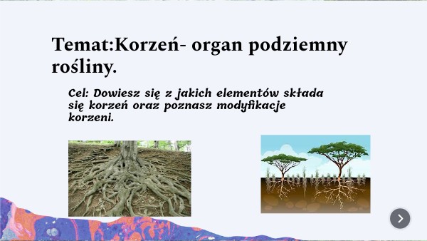 Korzeń- organ podziemny-kl.5