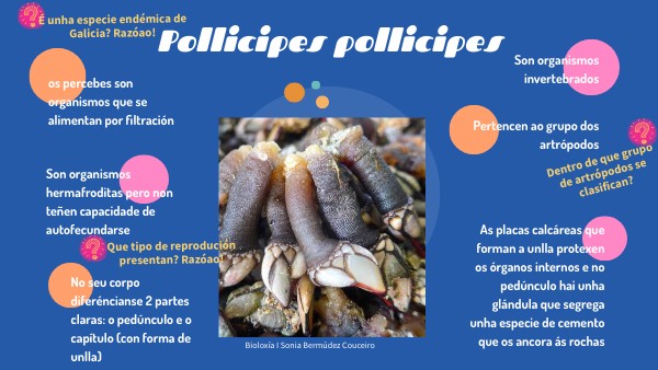 Pollicipes pollicipes