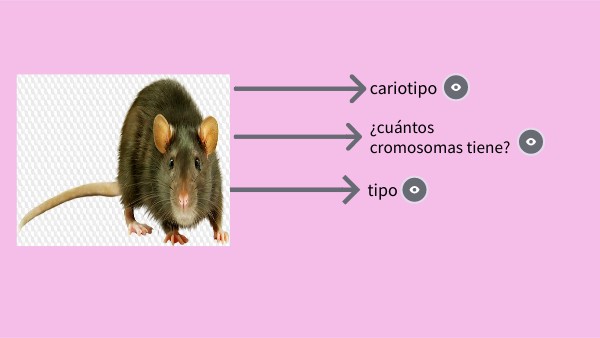 cariotipo raton