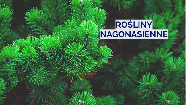 Jakie Sa Rosliny Nagonasienne - Nagonasienne