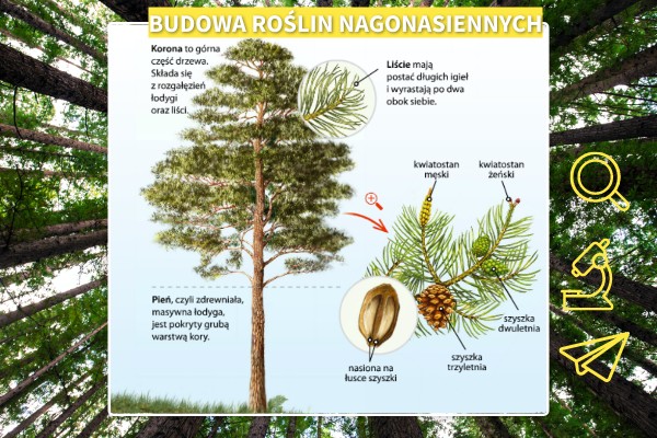 budowa roślin nagonasiennych