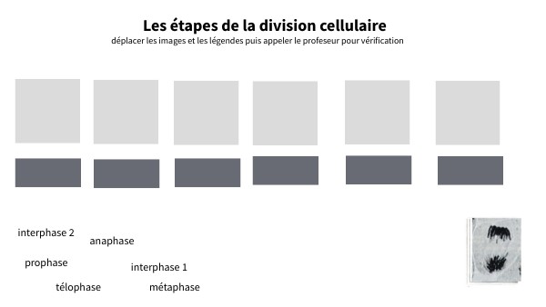 Les étapes de la division cellulaire (exercice)